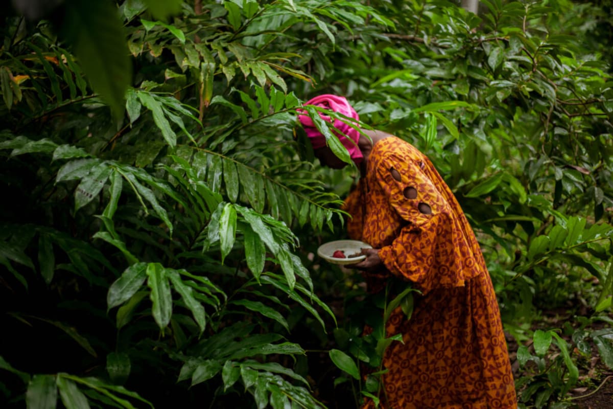 115 Wild Foods Documented in African Biodiversity Hotspot