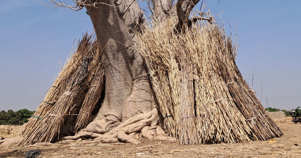 Ghana Village Cooks With Farm Waste, Saves Forests