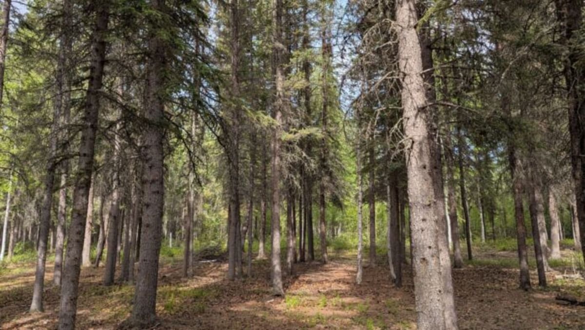 Indigenous Community Plants 1.5M Trees in Climate Fight - Image 2