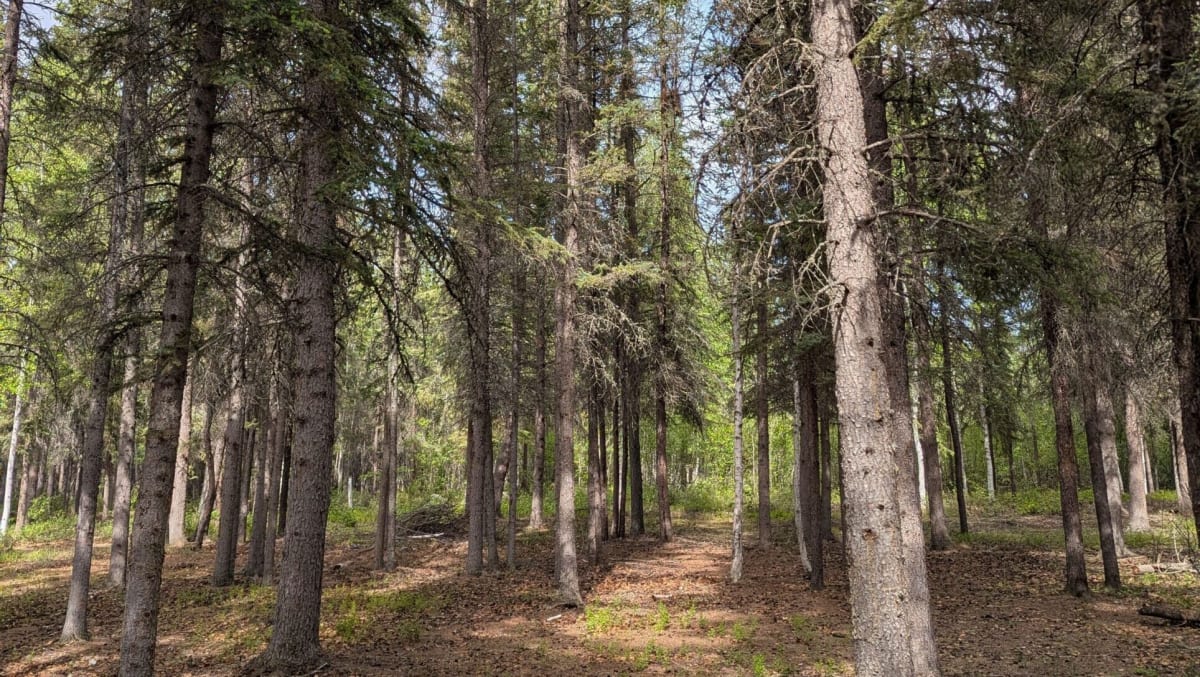Indigenous Community Plants 1.5M Trees in Climate Fight