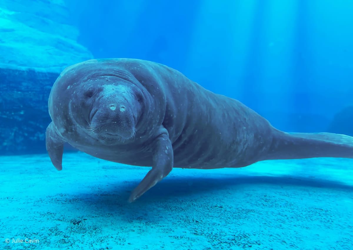 Romeo the Manatee Breaks Record at 71 Years Old