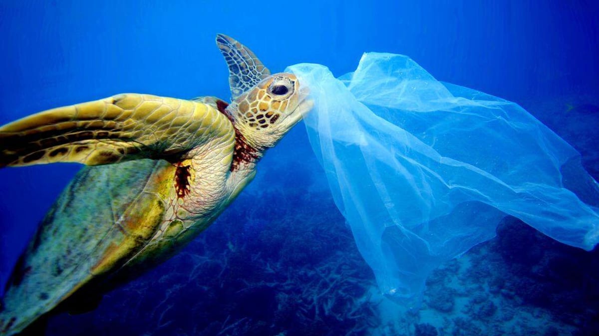 Volunteers collecting plastic bottles and trash from sandy beach during coastal cleanup event