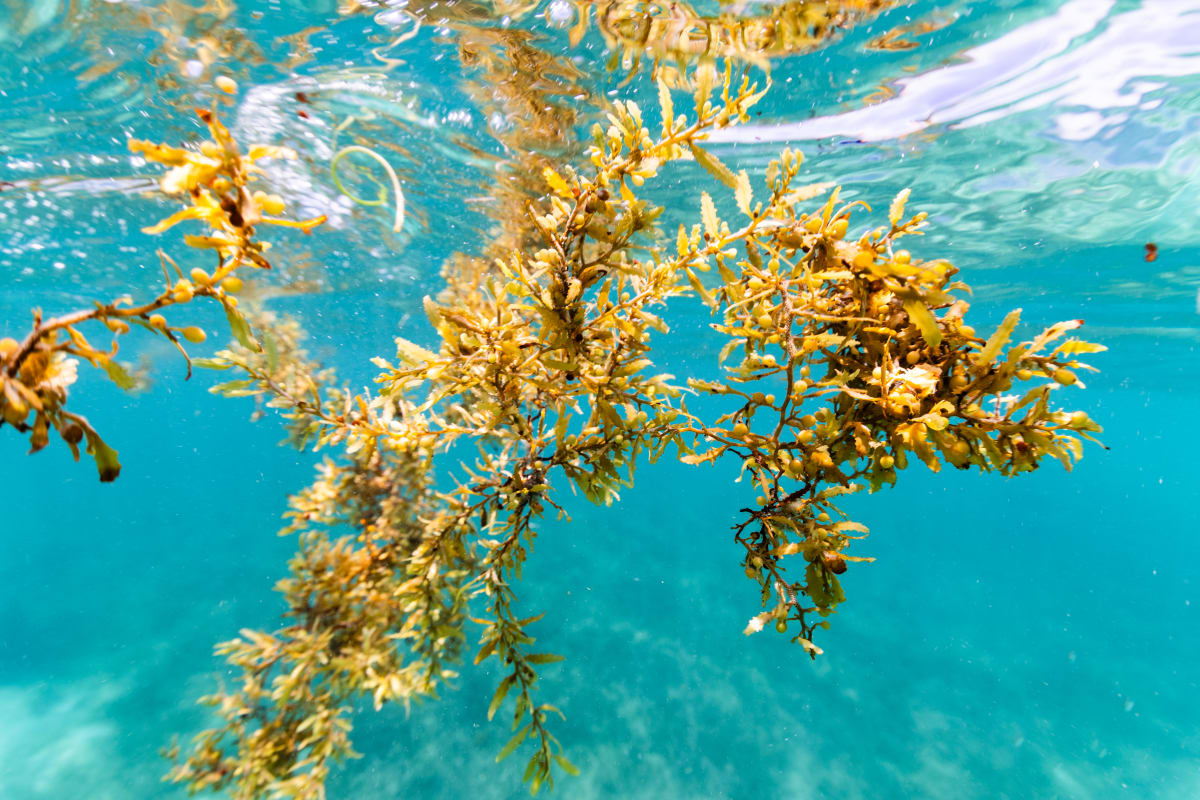 Clump of brown sargassum algae floating in clear ocean water off Puerto Rico coast