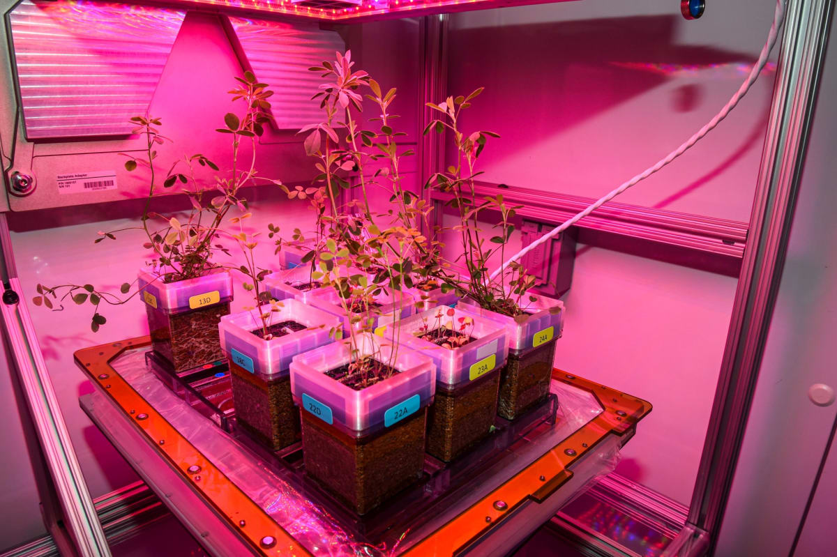 NASA Grows Food in Space for Moon and Mars Missions - Image 3