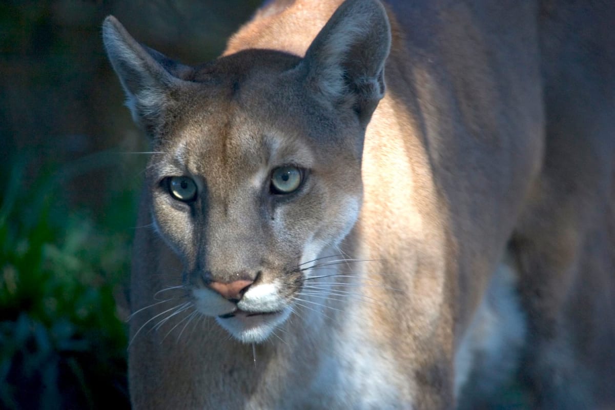 Florida panther walking through South Florida wilderness showing successful species recovery efforts