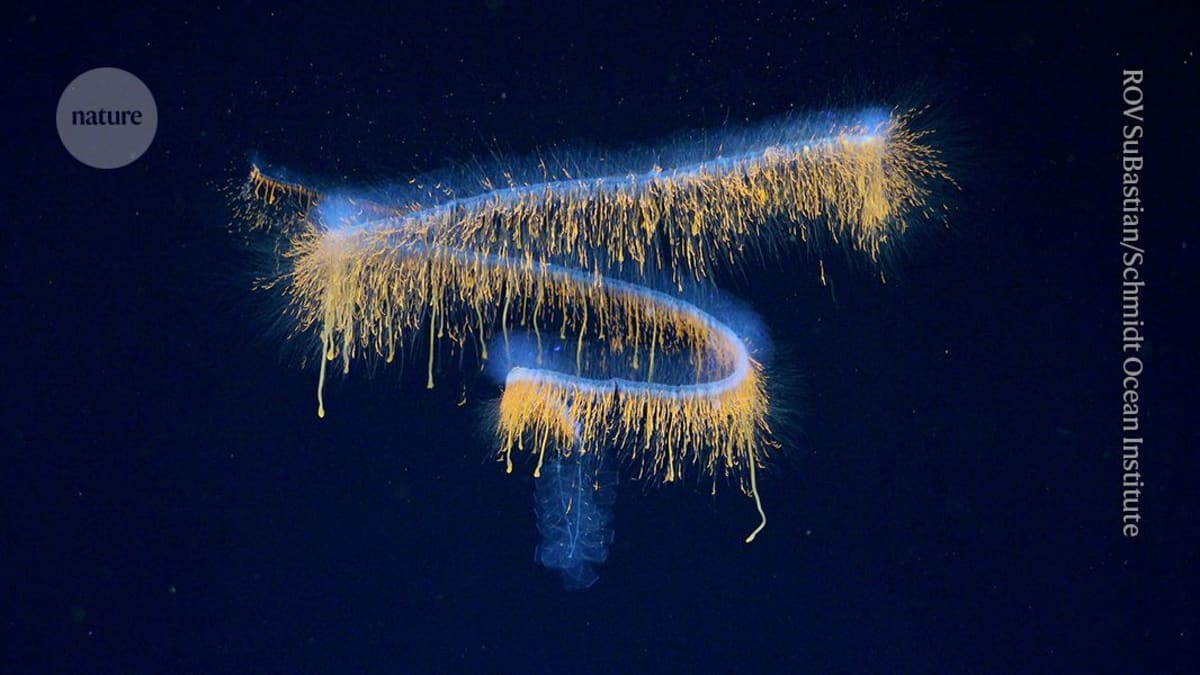 Translucent siphonophore glowing in deep ocean waters captured by laser imaging technology
