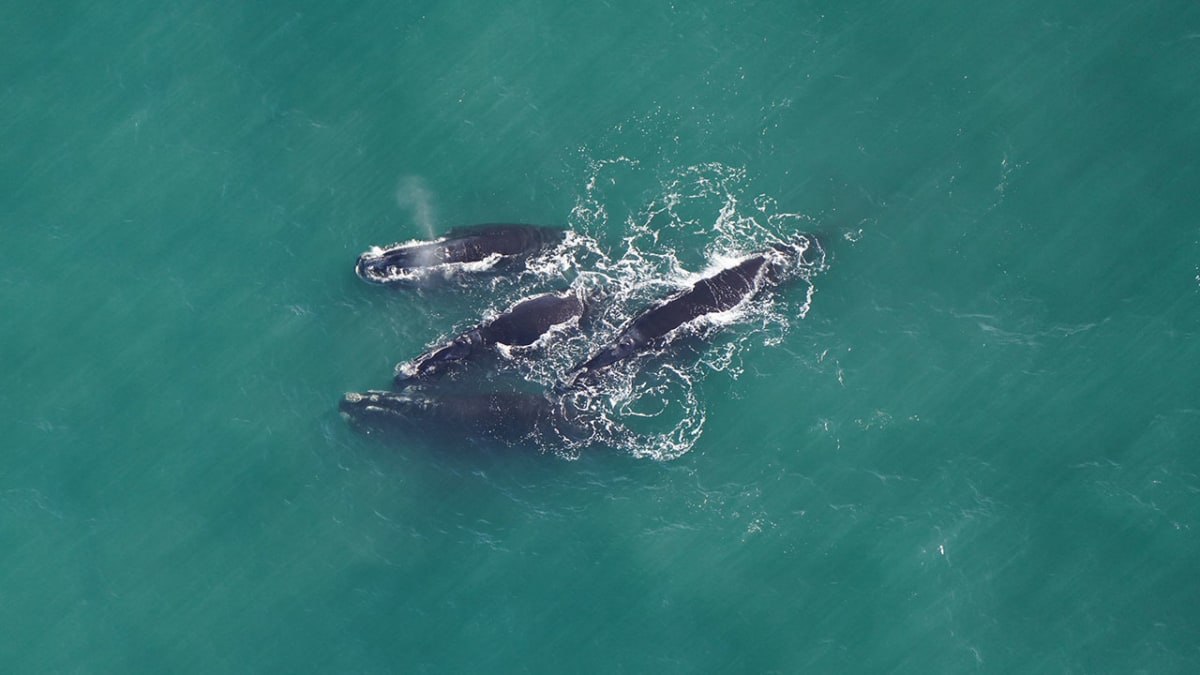 Scientists Find Way to Protect Whales During Wind Farms - Image 4
