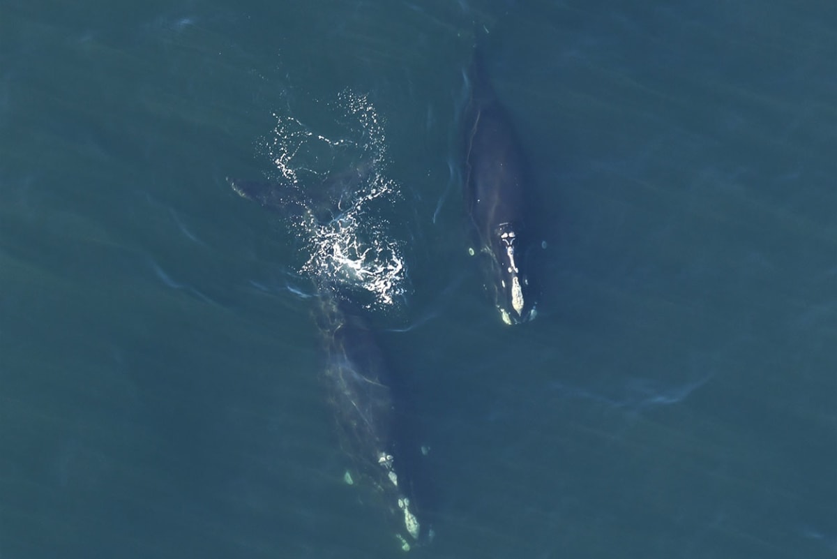 Scientists Find Way to Protect Whales During Wind Farms