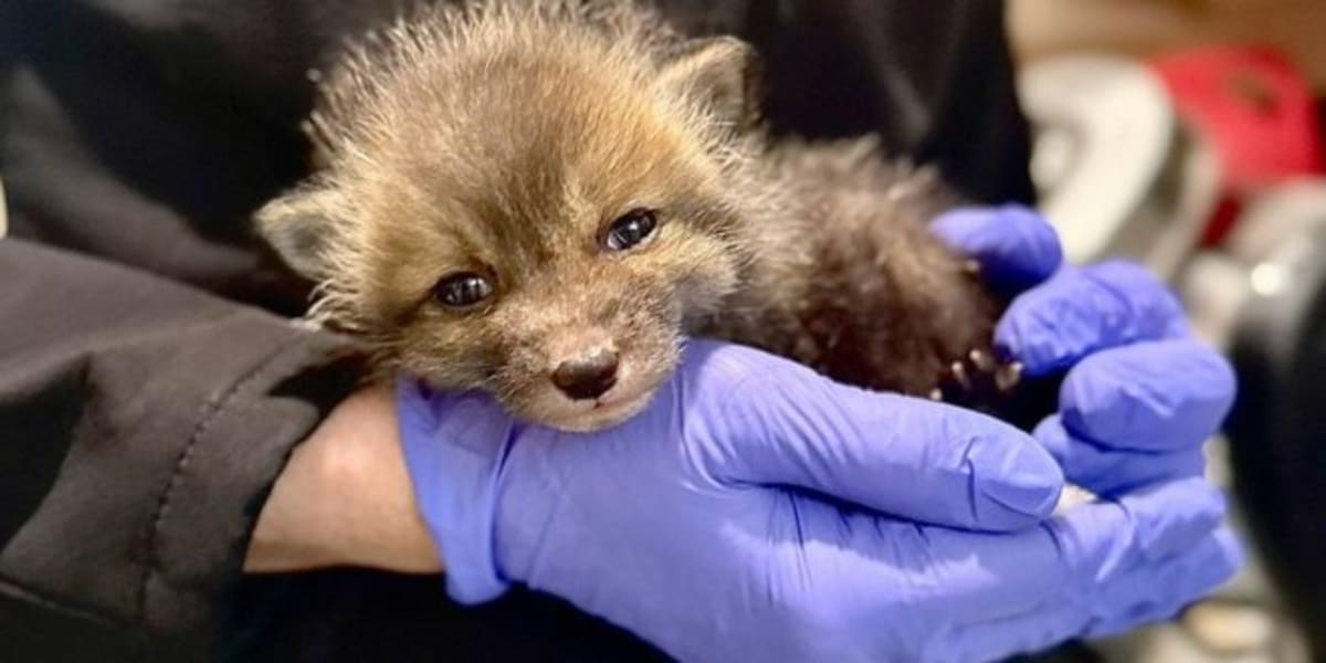 Tiny Fox Kit Beats the Odds After Late-Night Rescue - Image 2