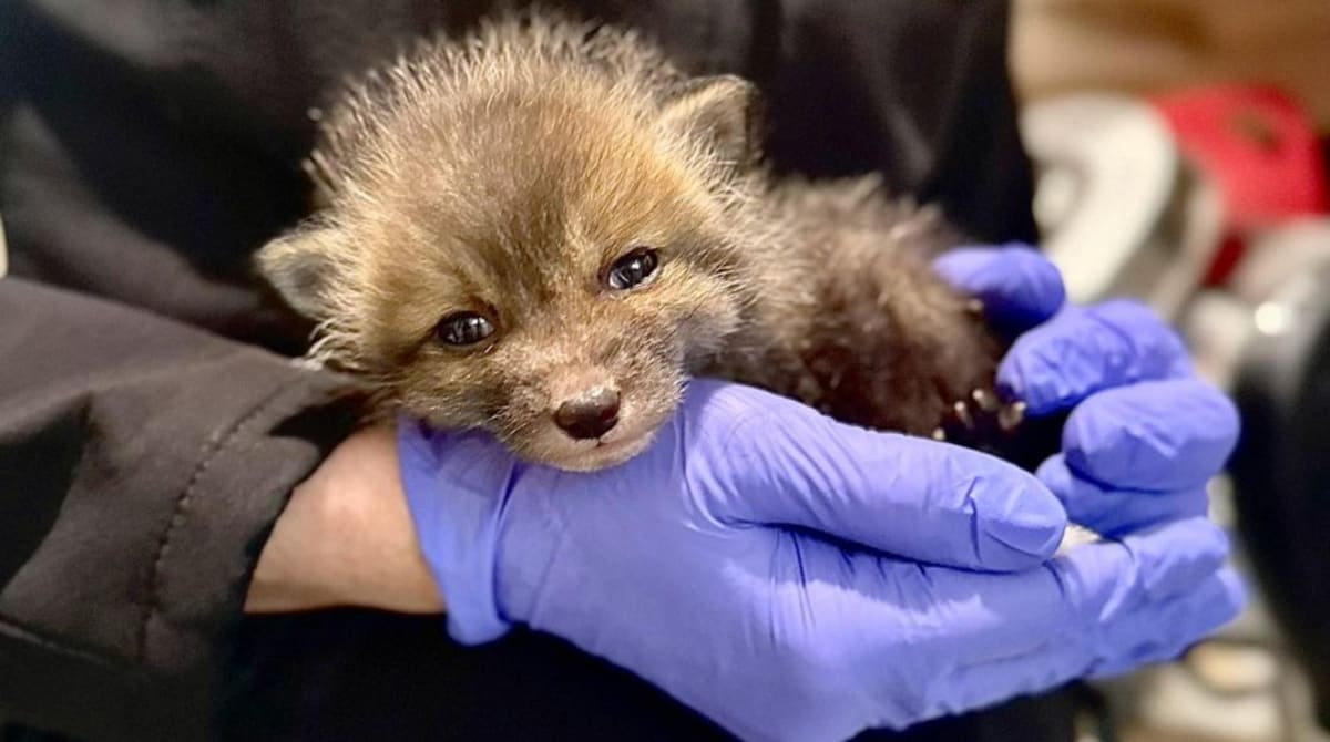 Tiny three-week-old red fox kit wrapped in blanket being bottle-fed by wildlife rehabilitator