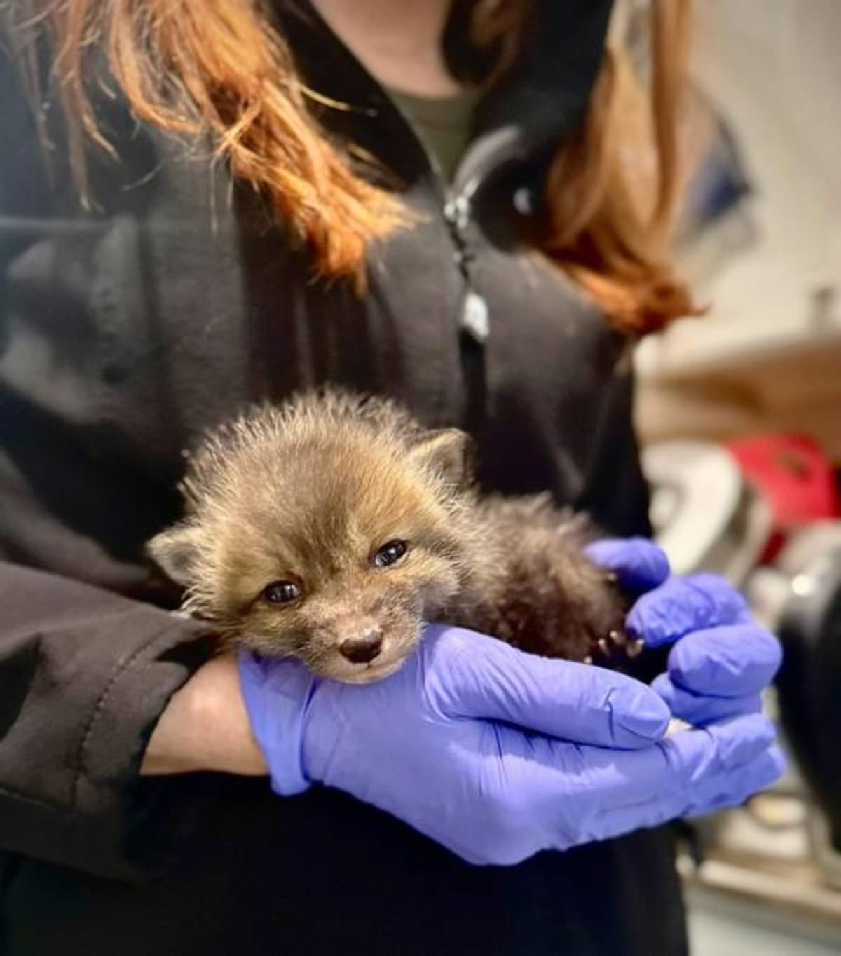 Tiny Fox Kit Beats the Odds After Late-Night Rescue - Image 4