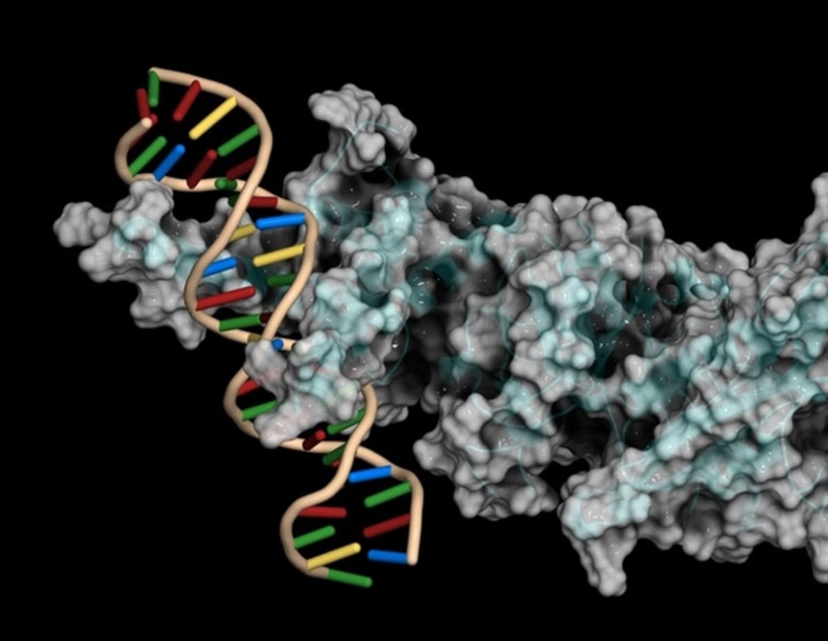 Close-up of Sanchi ginseng plant roots with molecular structure overlay illustration