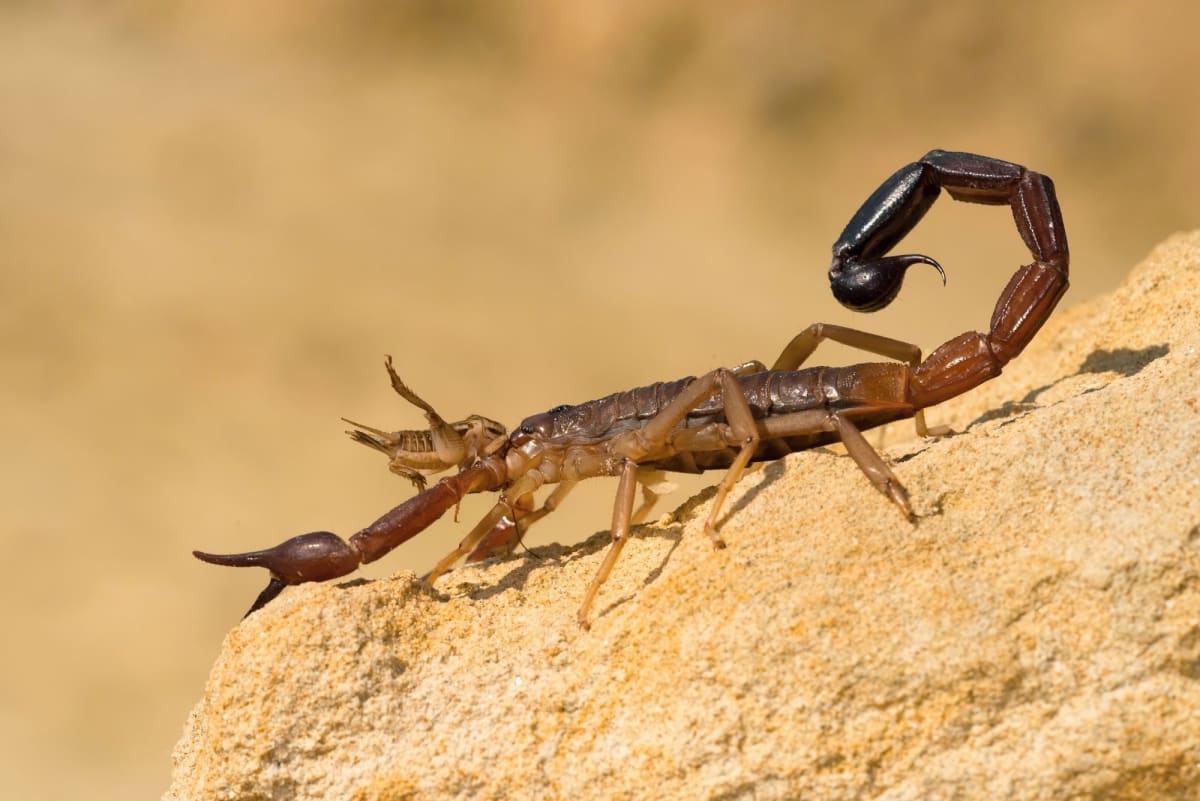 Close-up photograph of scorpion on rock surface under scientific study lighting