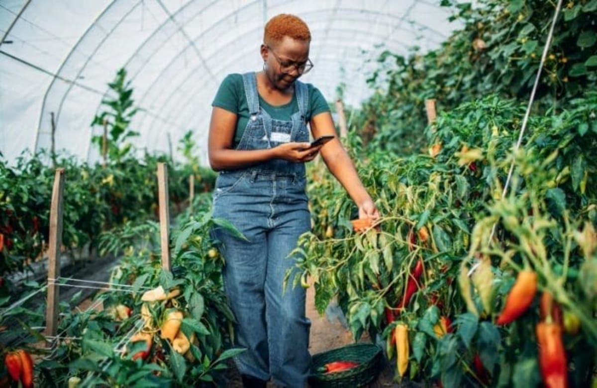Ghana Launches AgriTech Hub to Back Farm Startups