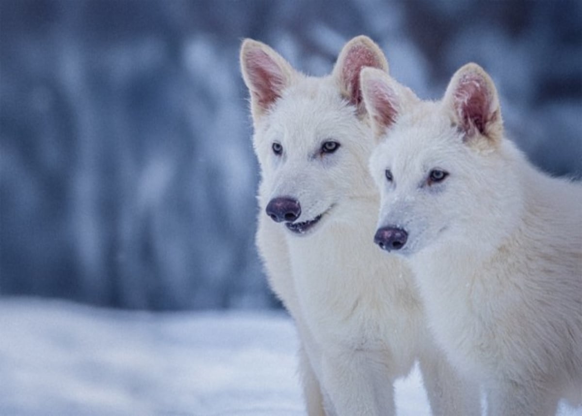 DNA Biobanking Could Save 24 Species Lost Daily - Image 2