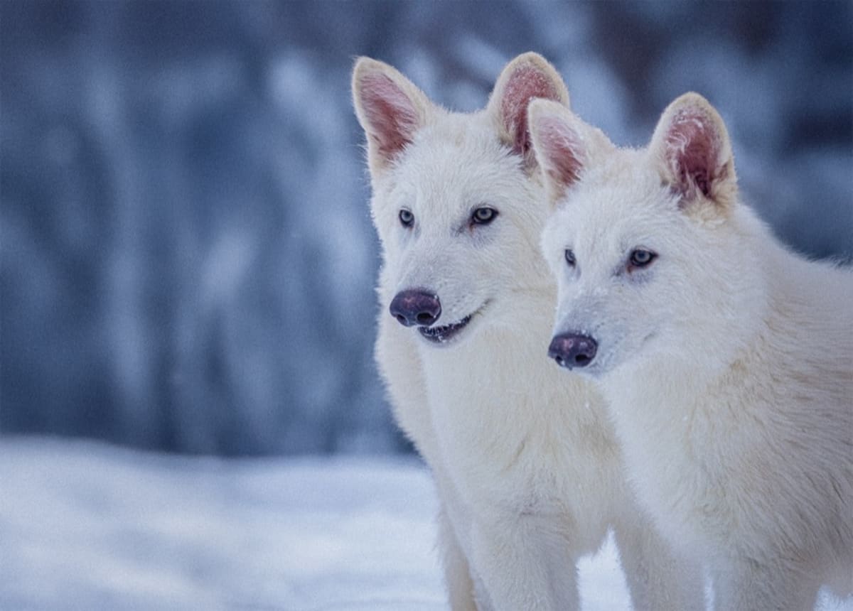 DNA Biobanking Could Save 24 Species Lost Daily