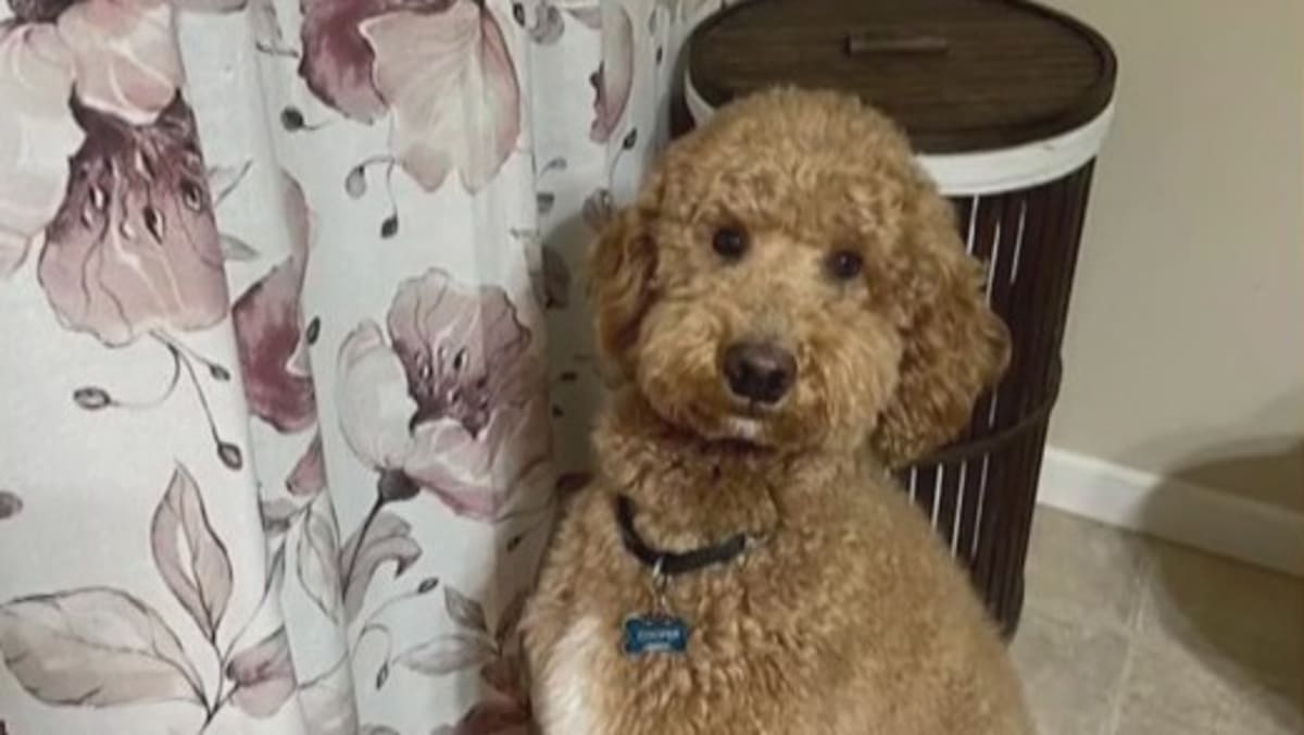 NY Helicopter Crew Saves Drowning Dog in 6 Minutes - Image 2