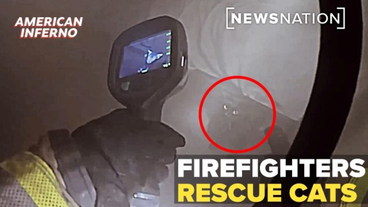 Orange County Firefighters Save Two Cats From Burning Home - Image 2