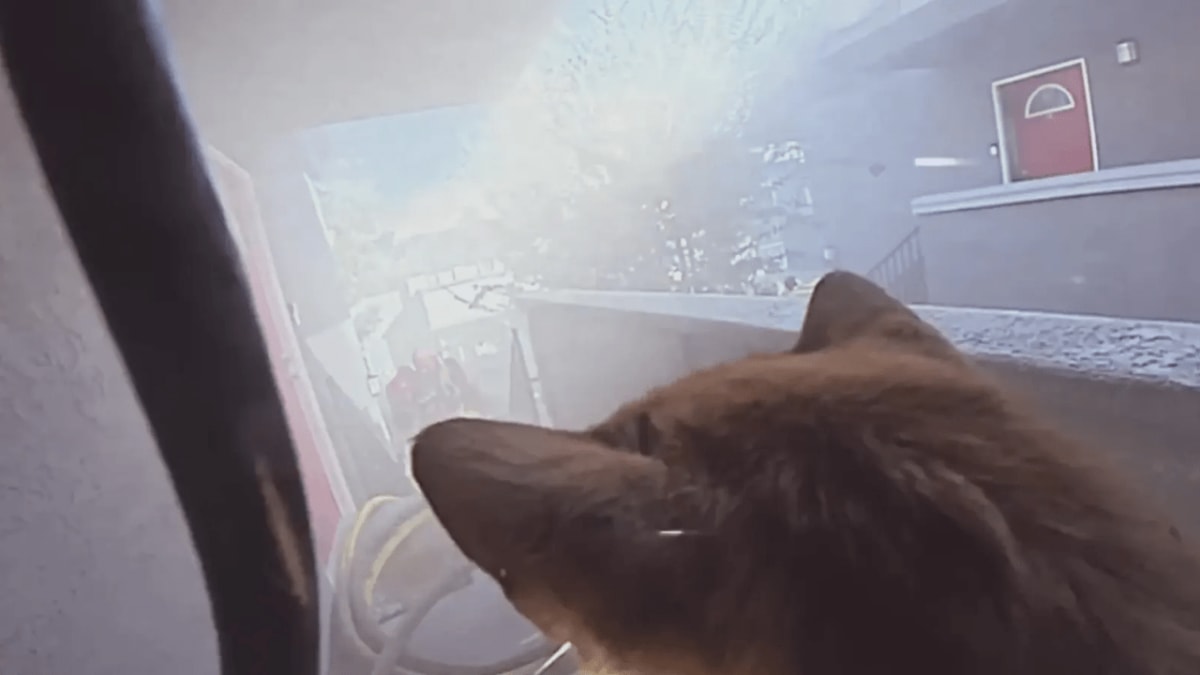 Orange County Firefighters Save Two Cats From Burning Home - Image 4