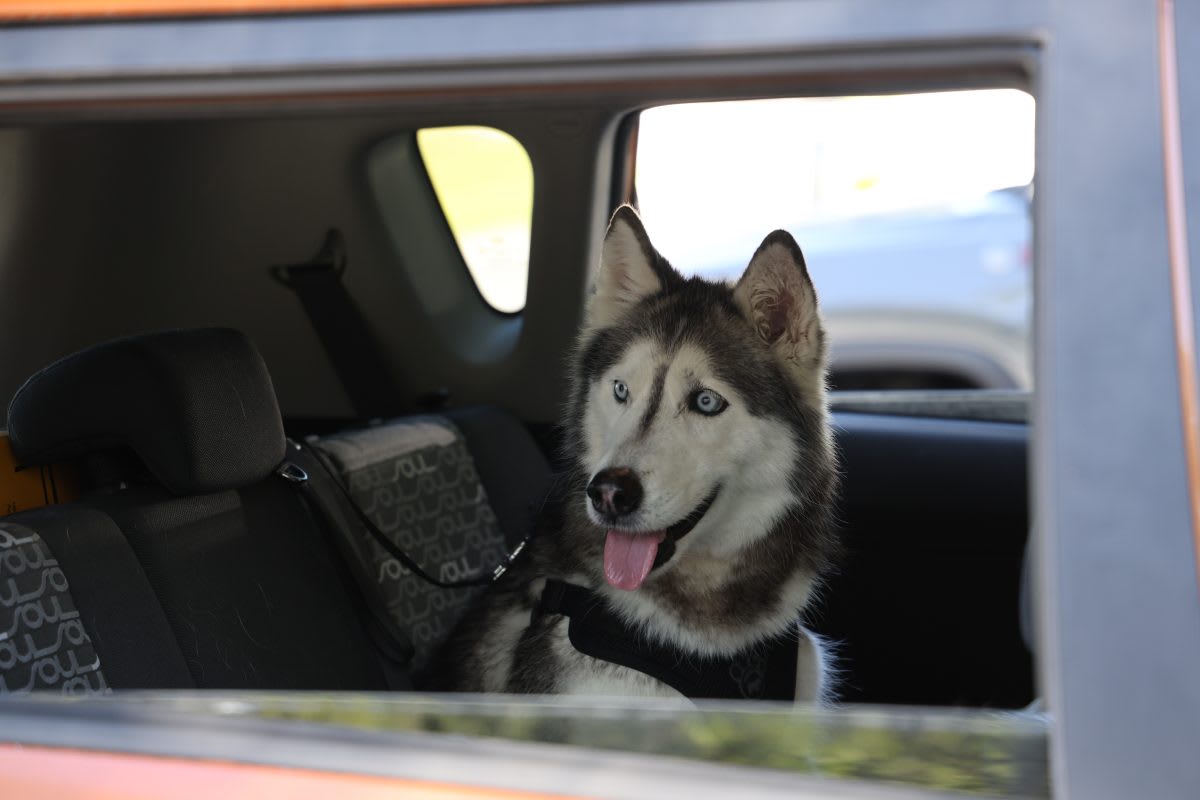 Lost Dog Found After 12 Years, 1,400 Miles from Home