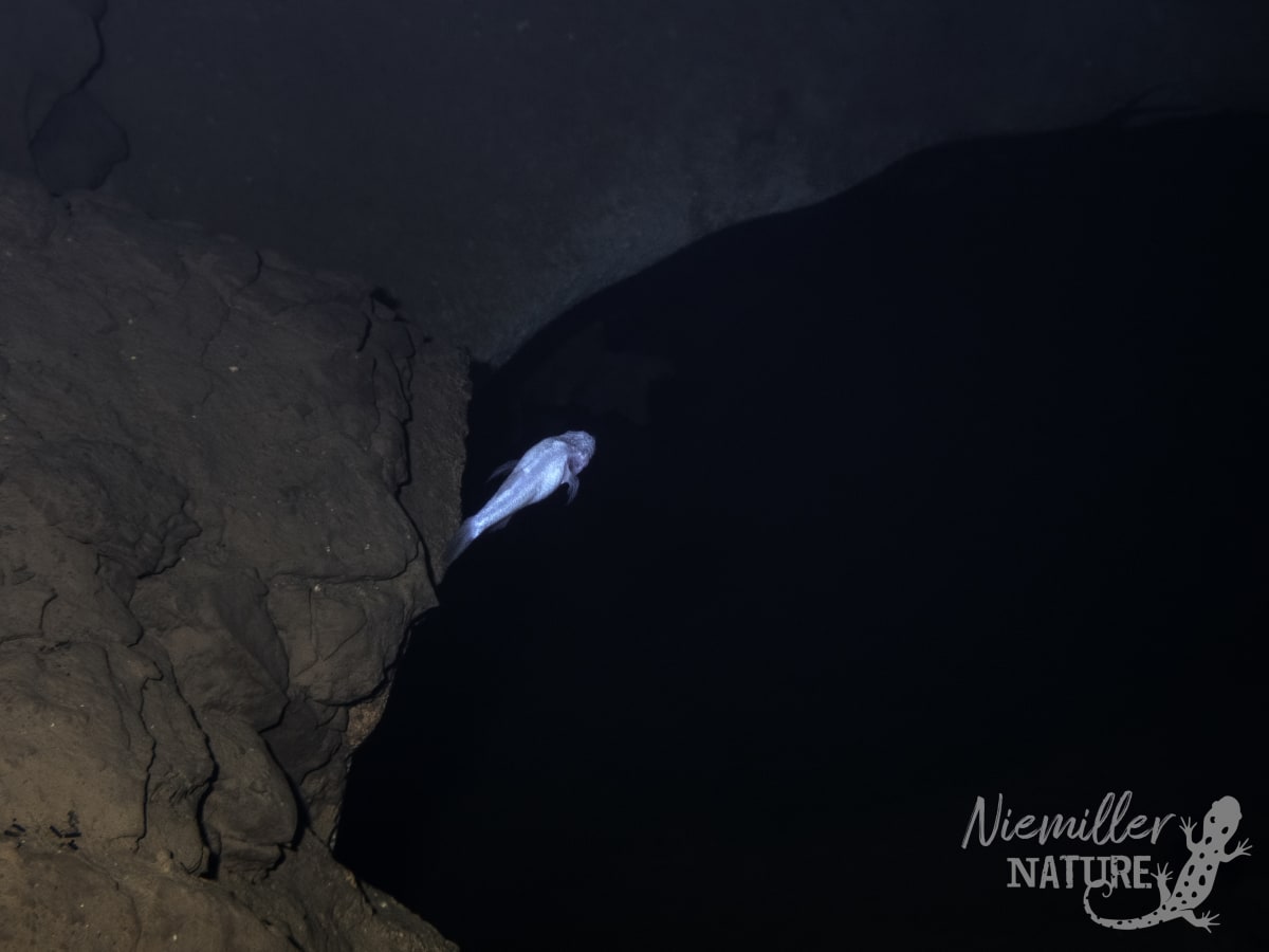 New Blind Cavefish Found 8 Miles From Alabama Campus