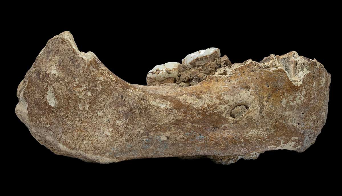 Scientists Give Denisovans a Face After 15 Years of Mystery - Image 4