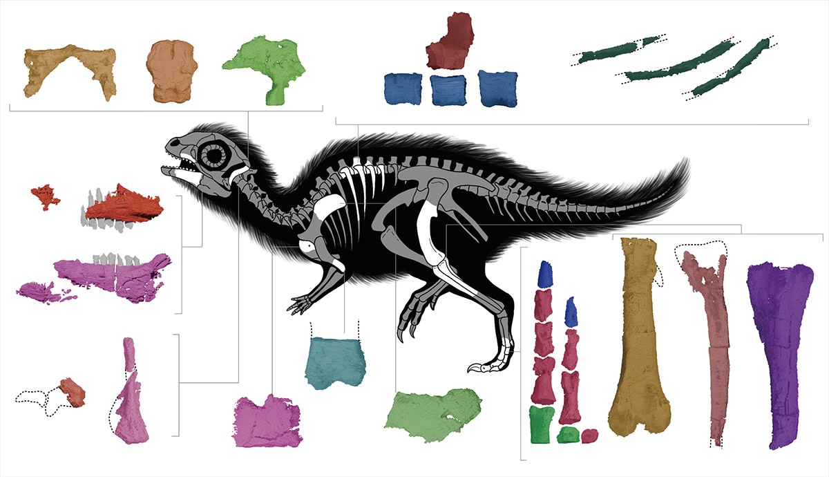 South Korea Names First Dinosaur in 15 Years After Cartoon - Image 3