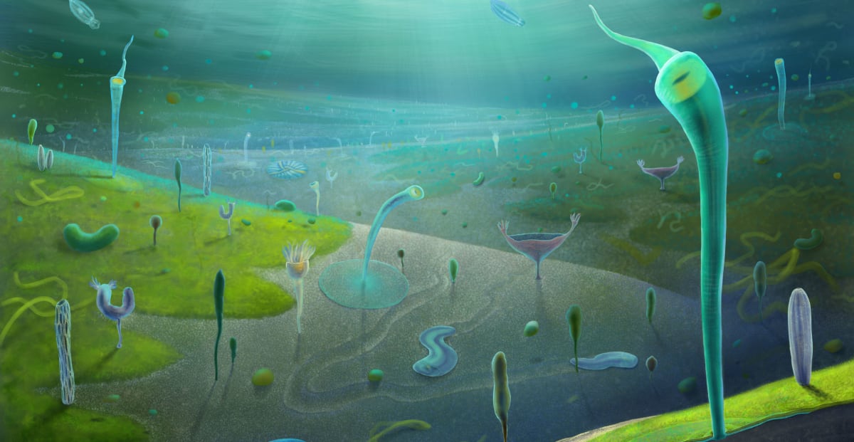 Ancient Ediacaran Period fossils preserved in rock showing early complex life forms from China