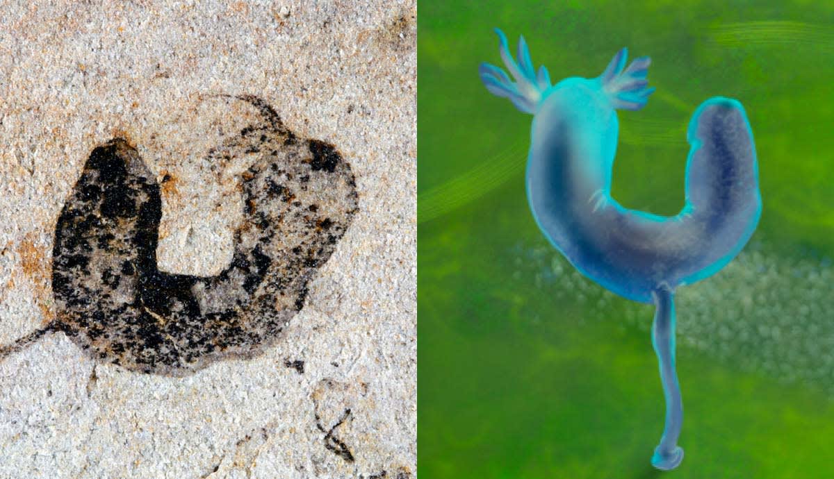 China Fossil Site Pushes Complex Life Back 4 Million Years - Image 3