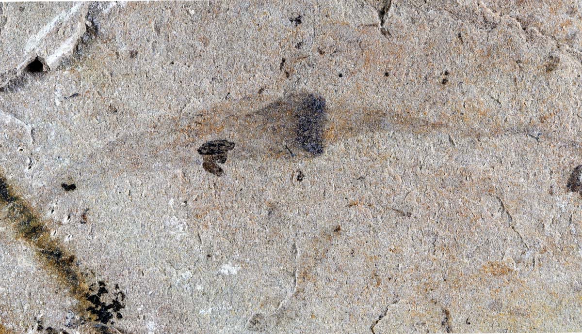 China Fossil Site Pushes Complex Life Back 4 Million Years - Image 2