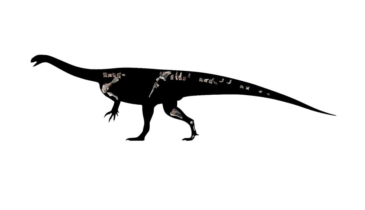 Zimbabwe's Fifth Dinosaur Found by Scientists on Lake Kariba - Image 3
