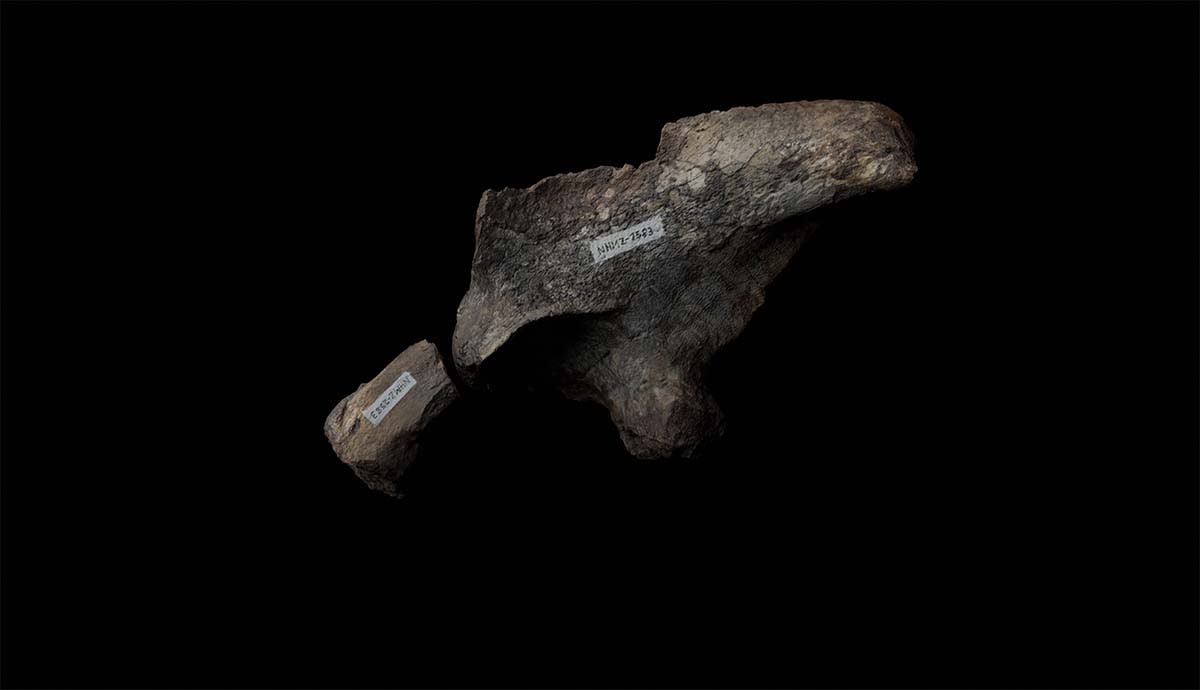 Zimbabwe's Fifth Dinosaur Found by Scientists on Lake Kariba - Image 4