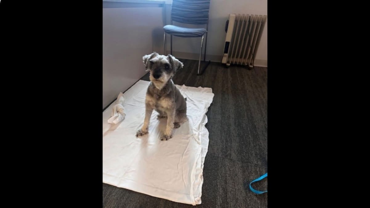Dog Found 1,000 Miles Away After 2 Years Returns Home - Image 2