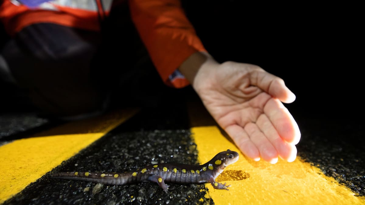 Volunteer carefully holding spotted salamander with yellow spots while helping it cross road at night
