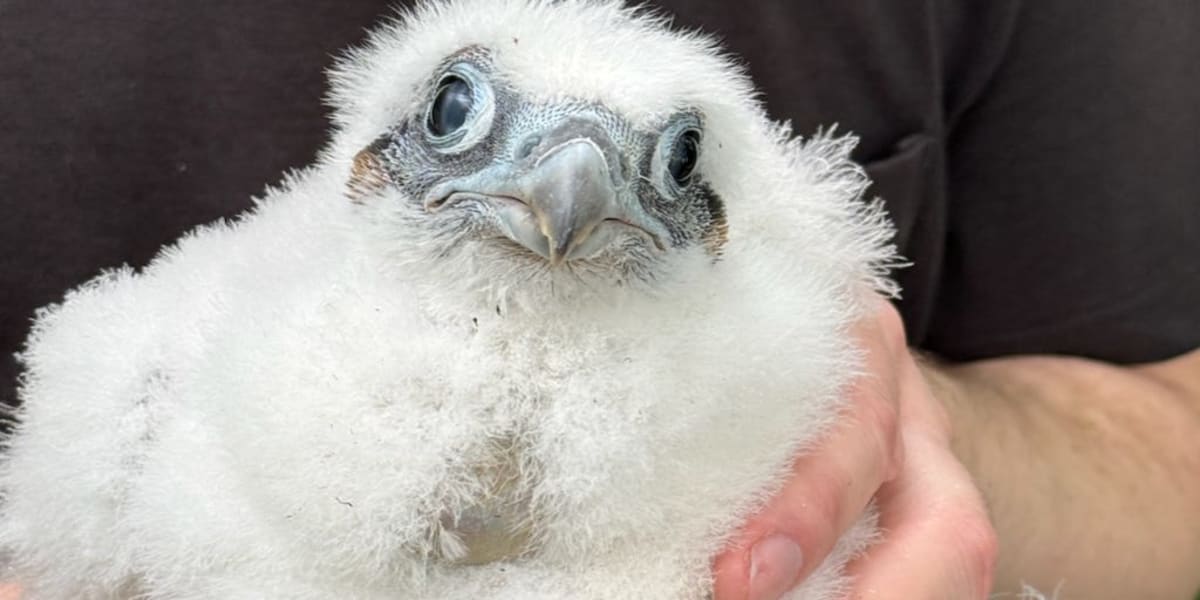 New Jersey Volunteers Band 5 Baby Falcons, Save Lives - Image 2