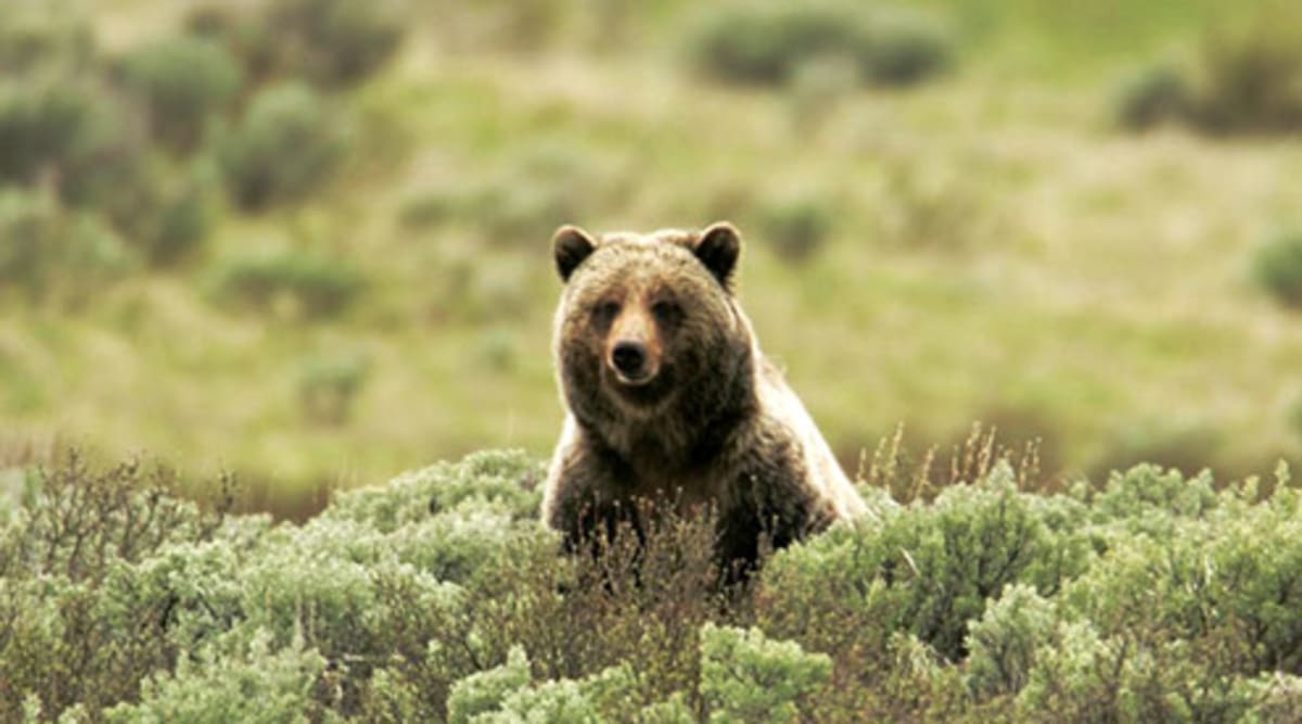 Adult grizzly bear standing in mountain meadow in Greater Yellowstone Ecosystem
