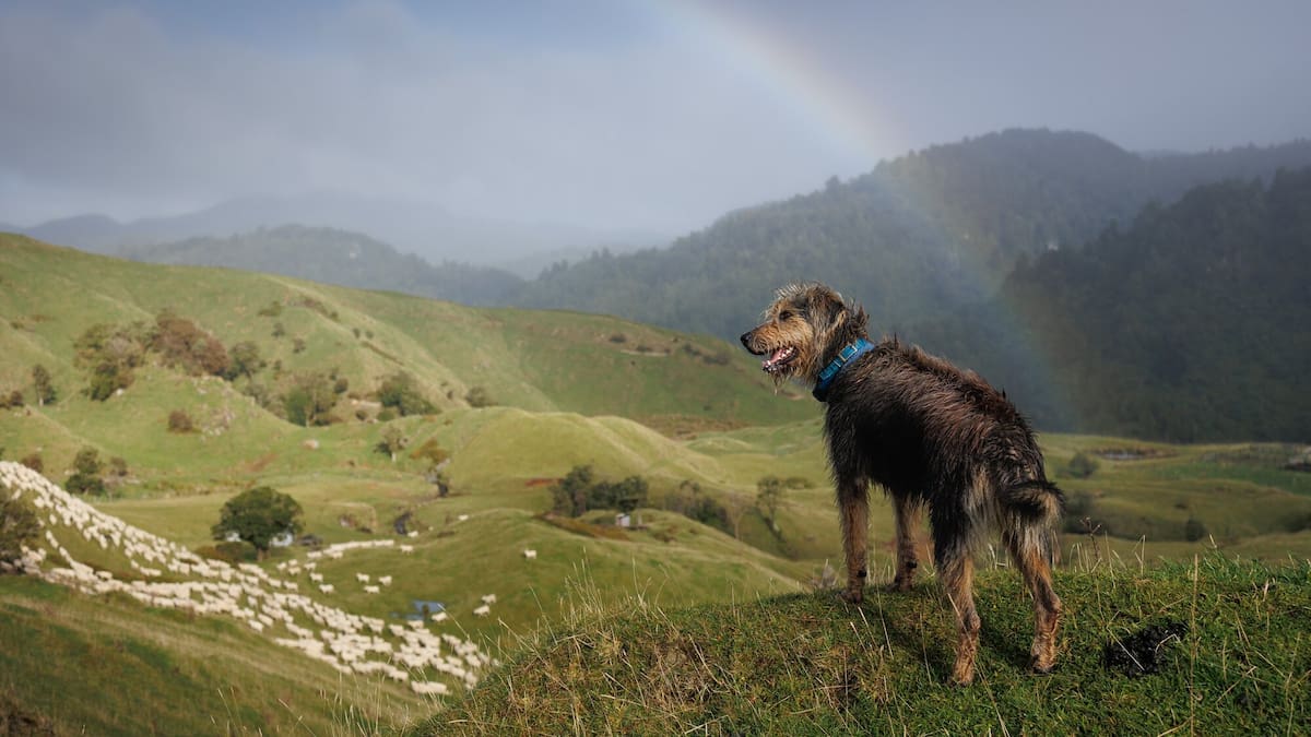 Young huntaway dog watching sheep on rolling New Zealand farmland with rainbow in background