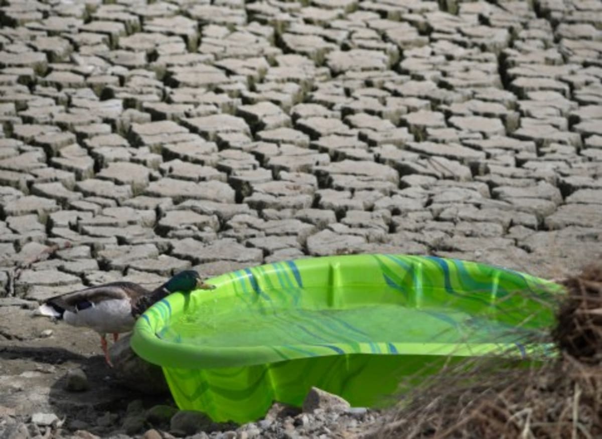 Orange County Cleans Basin While Protecting Wildlife - Image 3