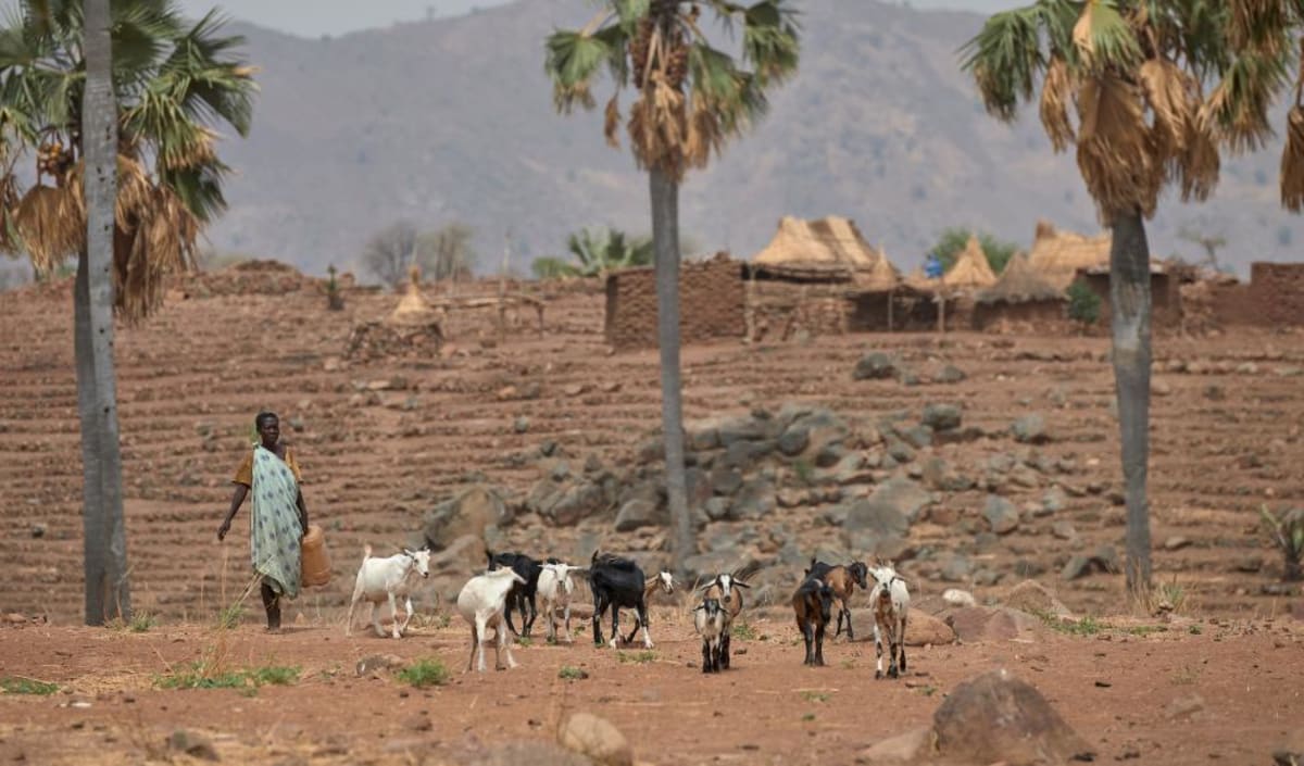 Woman walking with goats in rural Sudanese village in Nuba Mountains region