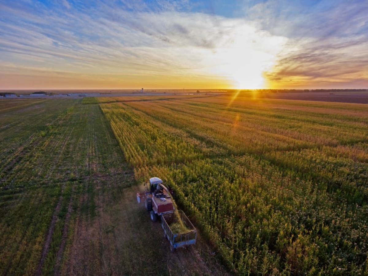 Three college students studying agriculture and sorghum research receive scholarship awards