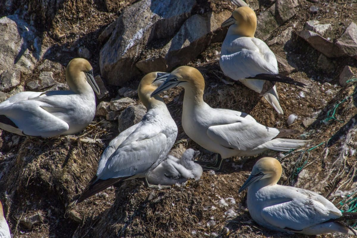 Canada Slashed Toxic PFAS in Wildlife by 74% With Regulation