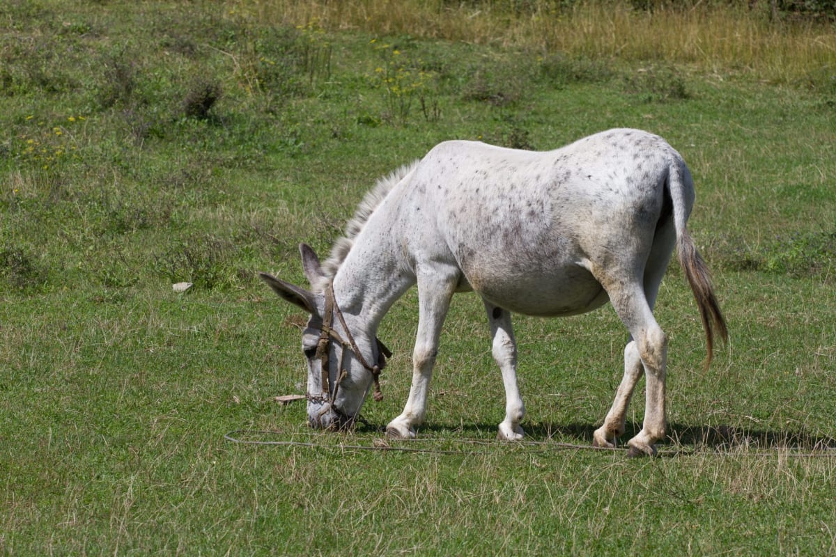 Donkeys grazing on dry scrub vegetation along forest edge in Spanish national park