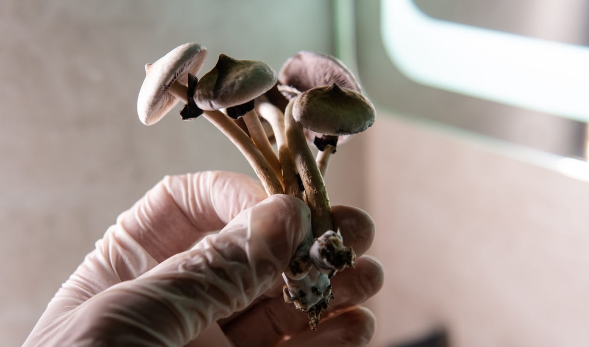 Magic Mushrooms Help Smokers Quit 6x Better Than Patches