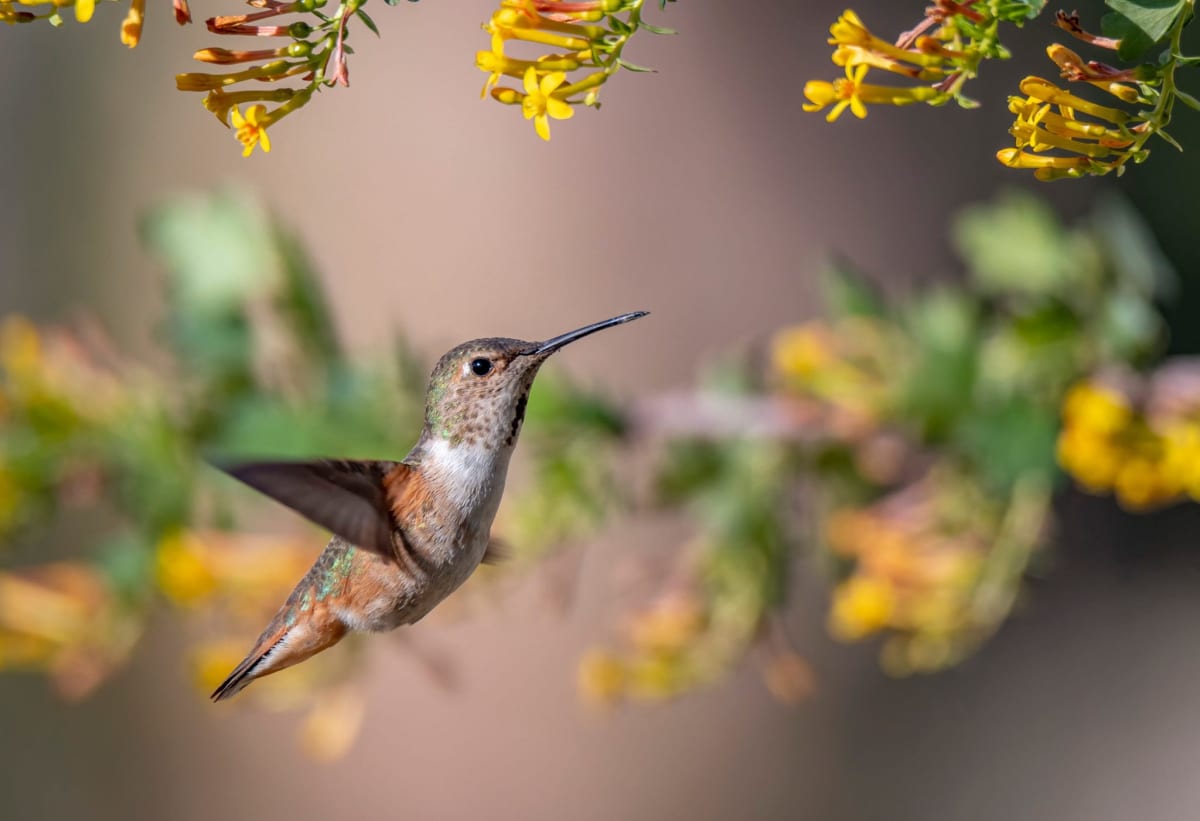 Hummingbirds Arrive Early in 2026: When to Prep Your Garden