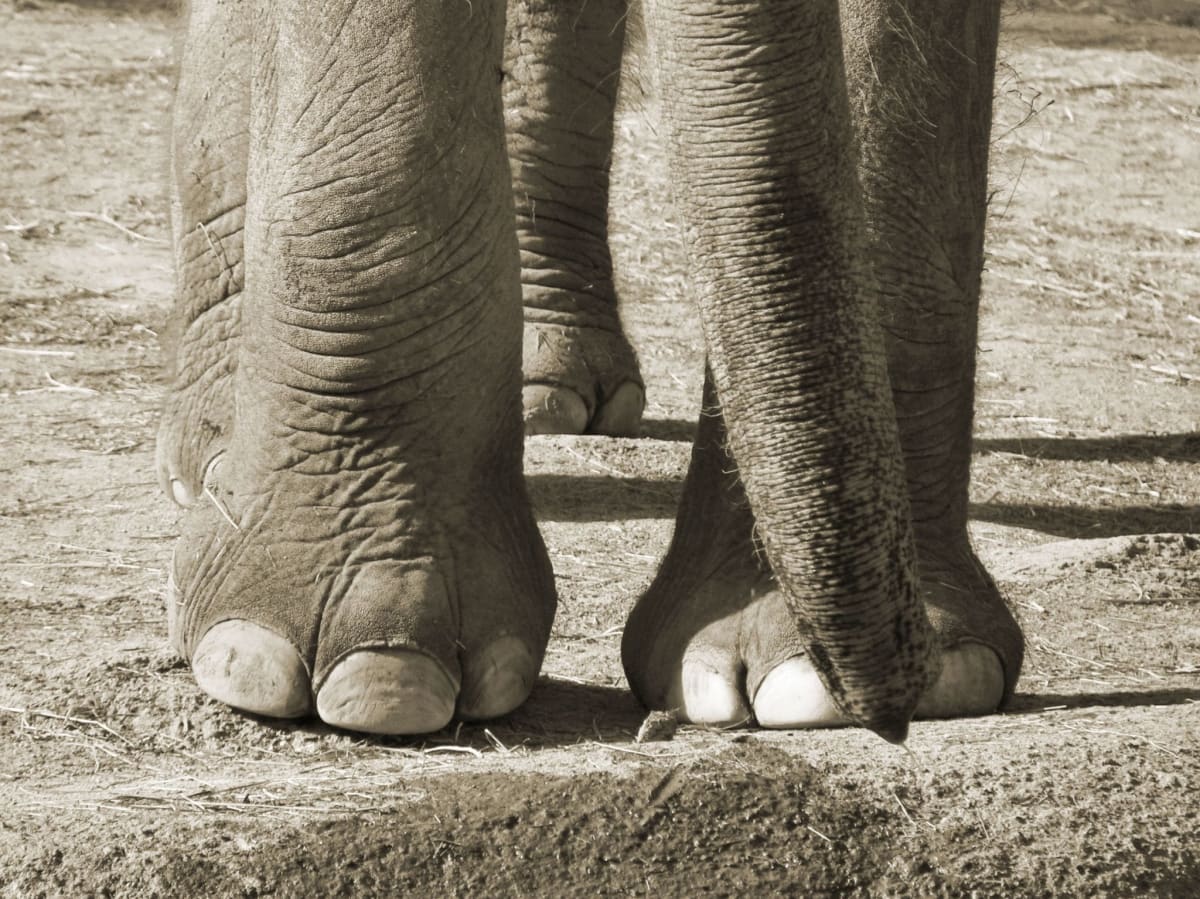 Two African elephants standing in natural grassland habitat at sunset in Portugal