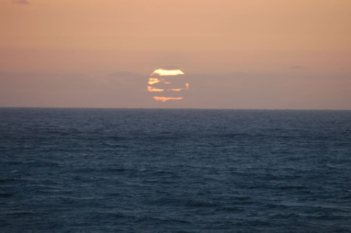 Tiny shrimp-like amphipod specimens from deep Pacific Ocean floor being examined under microscope