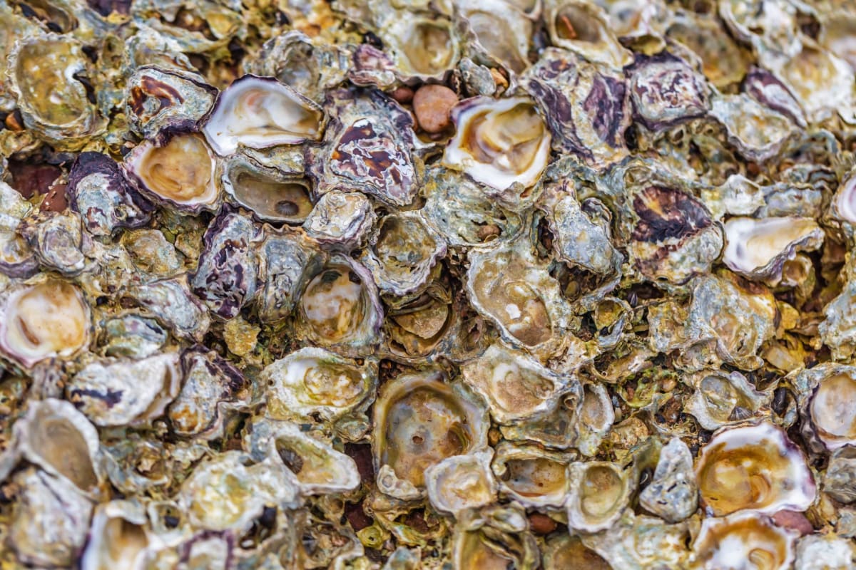California Collected 24,000 Pounds of Shells to Rebuild Reefs