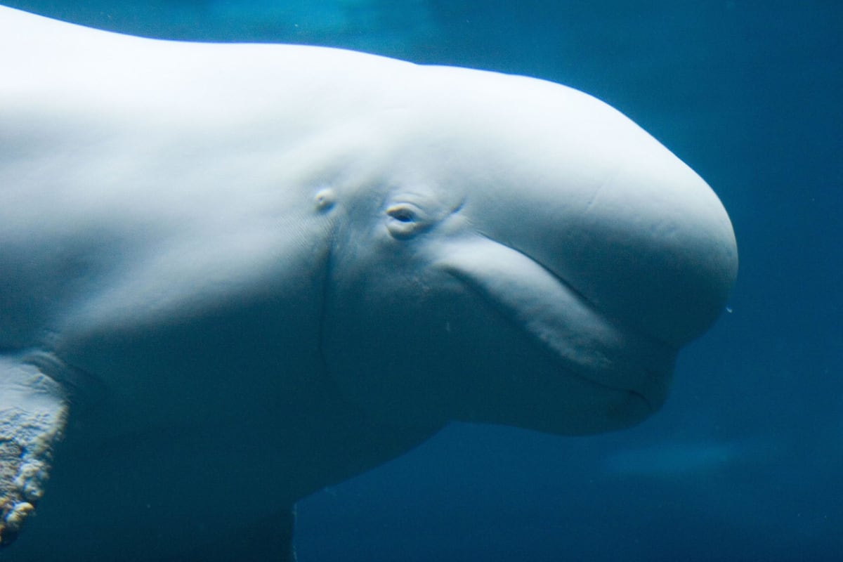 Beluga Whales Recognize Themselves in Mirrors