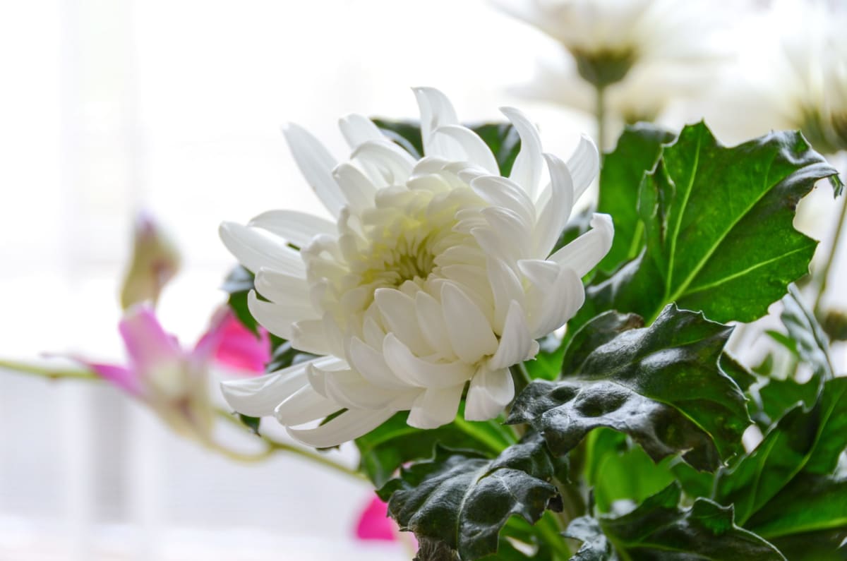 Scotland Legalizes Water Cremation to Cut Carbon Emissions