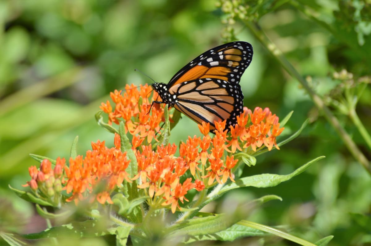 Mexico's Monarch Butterflies Jump 64% in Conservation Win